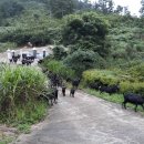 달뜨기흑염소목장 이미지