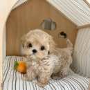 요기독 강아지분양 고양이분양 수원본점 이미지