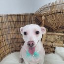 만두네 애견미용실 이미지