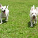 그린펜션 간이화장실 이미지