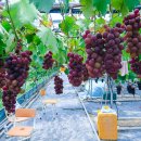 향기포도농원 이미지