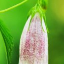 송산유원지 이미지