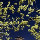 장안공원 이미지