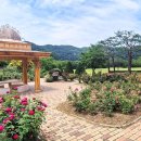 [픽! 대전] 대덕구 대청공원에 수국 &#39;활짝&#39;…테마정원 조성 이미지