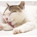 삼송동물의료센터 이미지