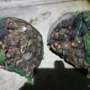 마검포레져하우스가족독채수영장 이미지