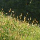 강아지풀 이미지