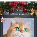 브리티쉬숏헤어 캐터리 이미지