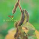 콩밭에 이미지