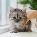 청도펫동물병원 이미지