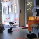 알프스동물병원 이미지