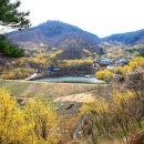 산수유 이미지