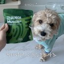 뒷다리 힘이 달라졌어요! 메디퍼피 근육 소프트 사료 3주 급여 후기