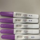 박동 | 5주차 임신확인서 발급, 6주차 초음파 아기집 크기, 난황크기 6주차 심장박동 후기