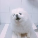 살롱드 꽃개 이미지