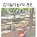 GR(양평군)-[양근로]-하-11 | 경기도 아기랑 갈만한 곳 양평 양떼목장 만족 후기 예약 방법