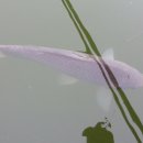 톨게이트 낚시터 이미지