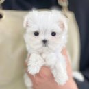 부산강아지분양 마이뭉 24시 이미지