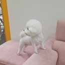 마이 뷰티 독 이미지