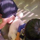 유자네 댕댕이 이미지