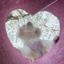 행복애견 이미지