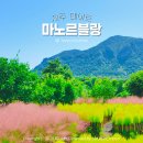 늘푸른하늘약국 | 제주도 인스타 핫플 마노르블랑 핑크뮬리축제 입장료 10월 11월 개화시기
