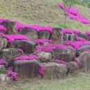 우포의 숲속 이미지