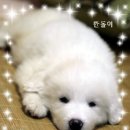 깐돌이푸드 Daum카페