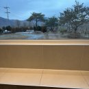 풀돌나무 이미지