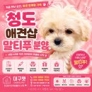 (주)진주랑 홈플러스 경산점 | 청도애견샵 말티푸 분양, 고민 끝에 찾은 만족스러운 선택 후기