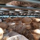 고송농장 이미지