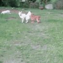 안성맞춤(제천) 이미지