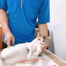(주)크리캣소프트 | 고양이 중성화 수술 후 관리법, 우유가 수술한 날부터 회복까지 (암컷·수컷 차이 포함)