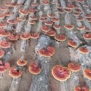 자연애흑염소팜 이미지