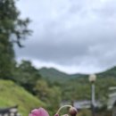 선문염송설화 이미지
