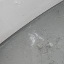 댕댕이 숲 이미지