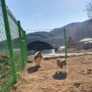 오늘도 신나개 이미지