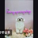 늘봄펫살롱