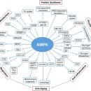 Re: Regulation and function of AMPK in physiology and diseases 이미지