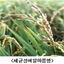 머니트리국립식량과학원 | 벼 주간농사정보 제35호(2024. 8. 26.~ 9. 1)