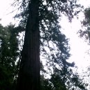 Muir Woods National Monument(Redwood Primeval Forest) 이미지