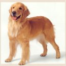 Golden retrievers 골든 리트리버 이미지