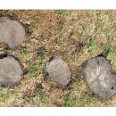 본오 초등학교 이미지