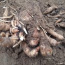 무주천마농장 이미지