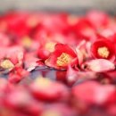 동백섬민박 이미지