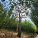 미수로가로수 | 소나무 종류 우리나라 곰솔, 조경 잣나무