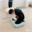 베럴독 | 강아지 훈련소, 애견 훈련사 상주 호텔 유치원 베럴독 방문 가능