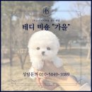테디 켄넬 이미지