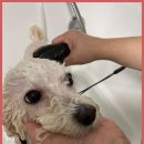 베베호텔 유치원 & 애견스파 이미지