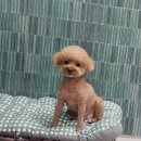 안나 펫 살롱 이미지